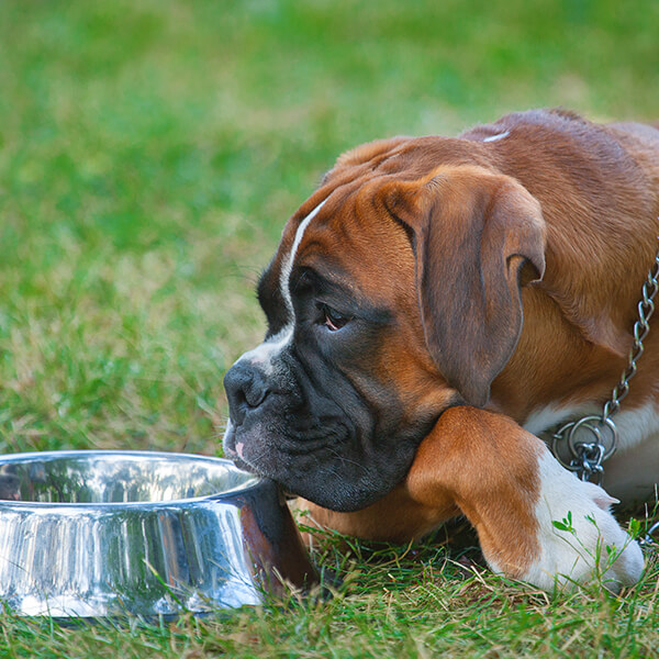 Futter für Boxer Futter für Boxer