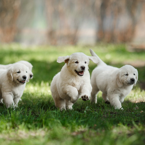 Welpenecke Welpenecke