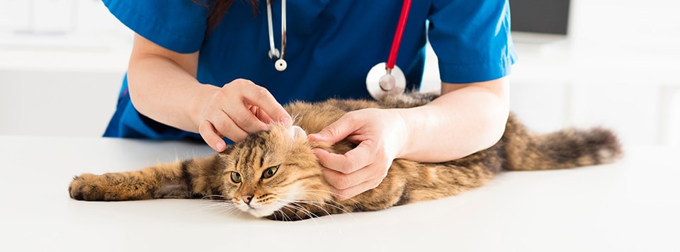 Header-Parasiten-bei-der-Katze Header-Parasiten-bei-der-Katze