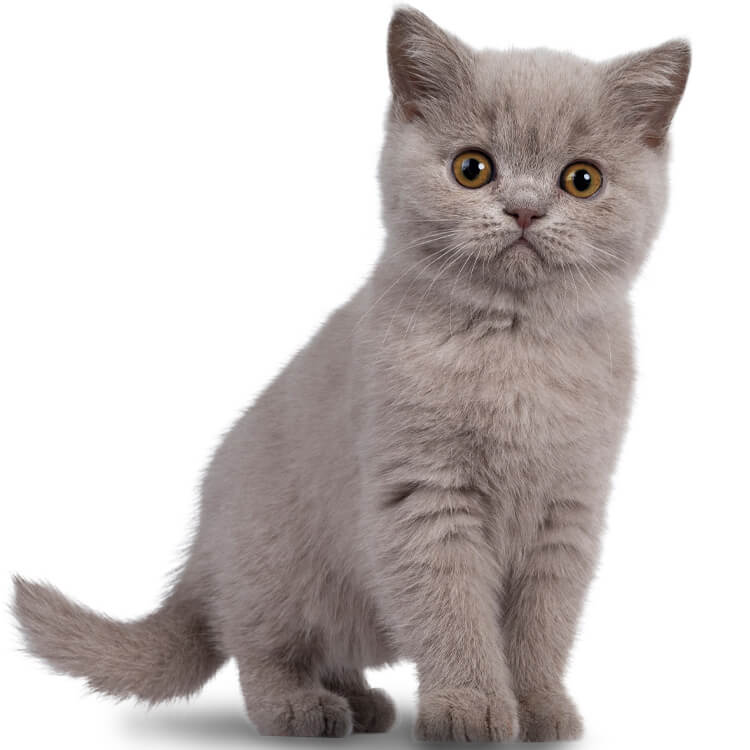 kittebox-international-content-01