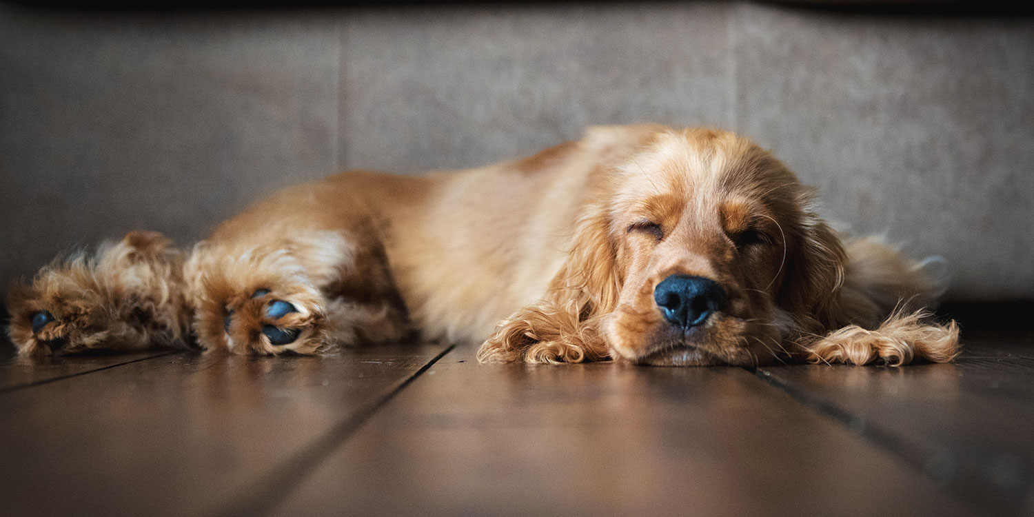 Läufigkeit der Hündin Läufigkeit der Hündin