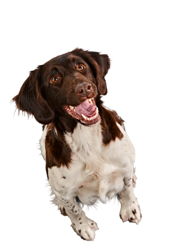 Muensterlaender-Mastercraft Muensterlaender-Mastercraft