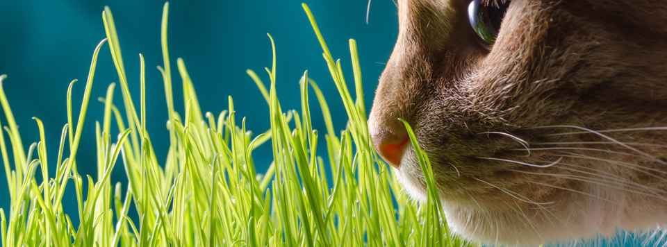 Warum-frisst-meine-Katze-Gras Warum-frisst-meine-Katze-Gras