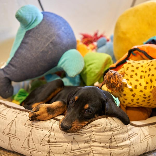 erstausstattung-hund erstausstattung-hund