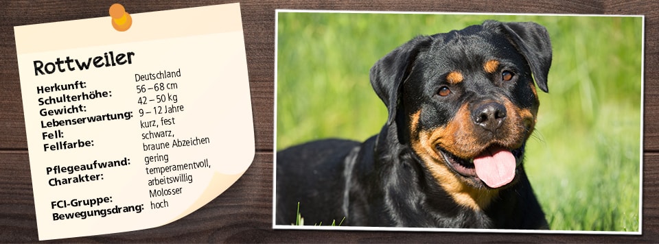 futter-fuer-rottweiler futter-fuer-rottweiler