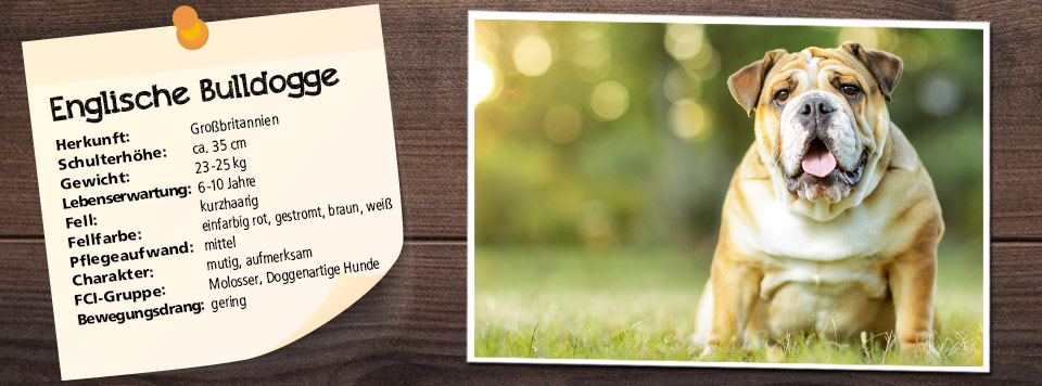 futter-fuer-englische-bulldogge futter-fuer-englische-bulldogge