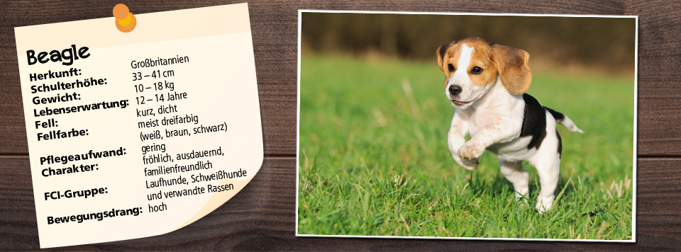 futter-fuer-beagle futter-fuer-beagle