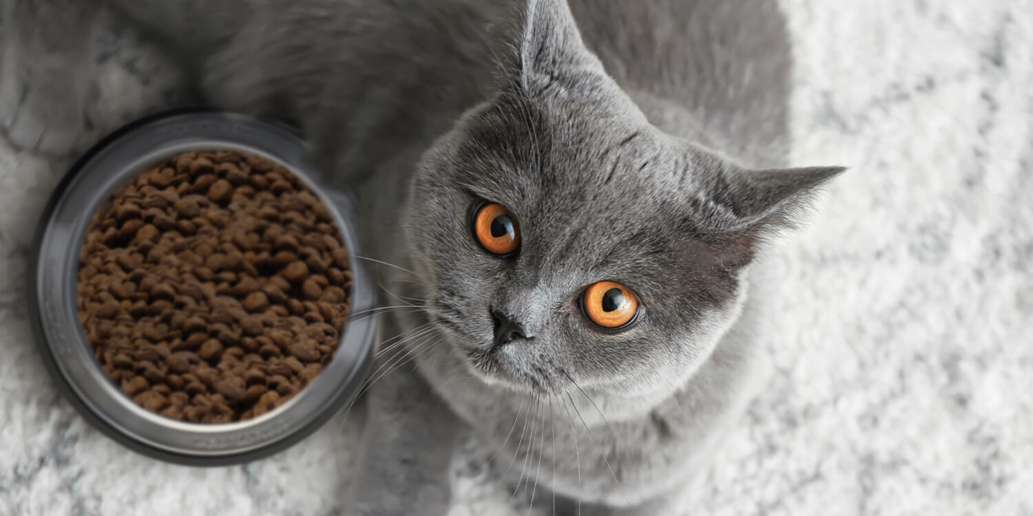Futter für BKH Futter für BKH