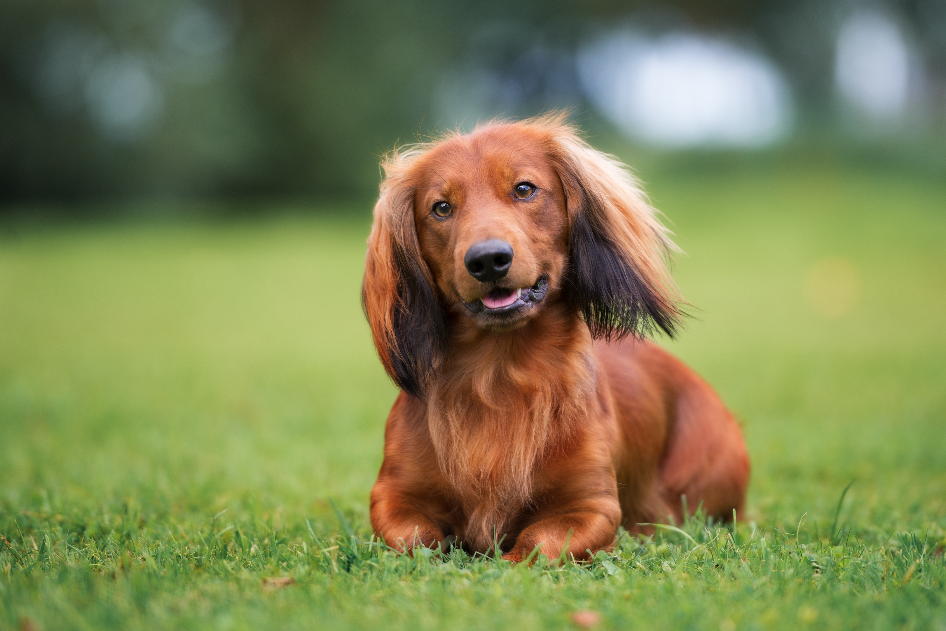 dackel-shutterstock-575183512