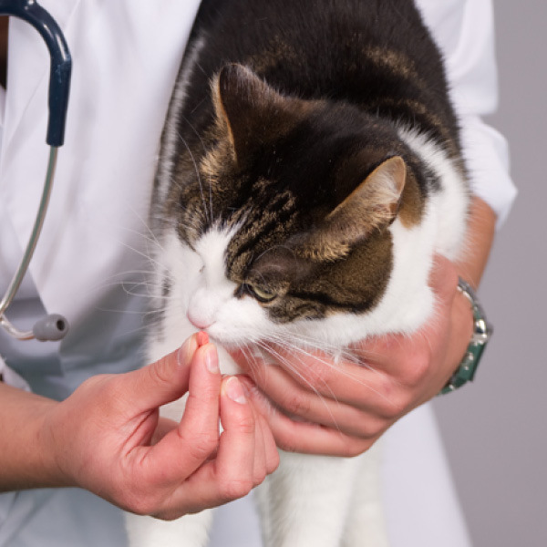 Würmer bei Katze Würmer bei Katze