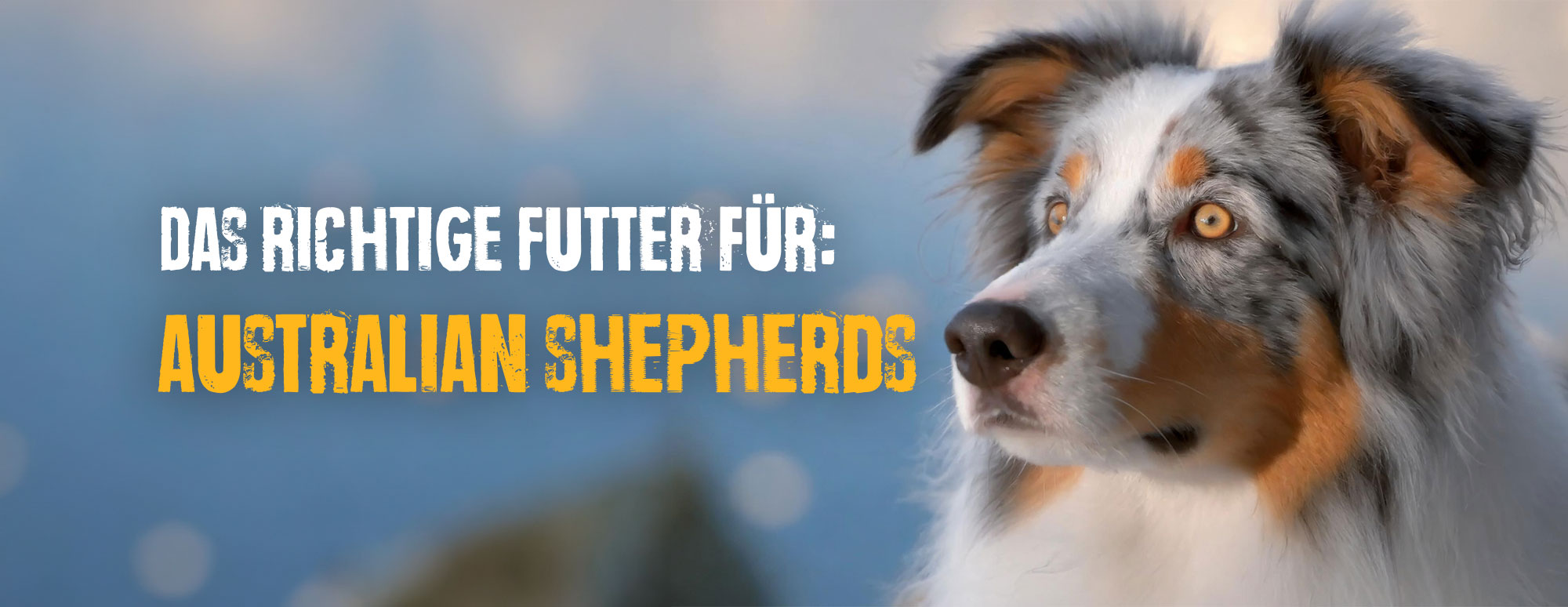 Das richtige Futter für den Australian Shepherd futter_australian_shepherds