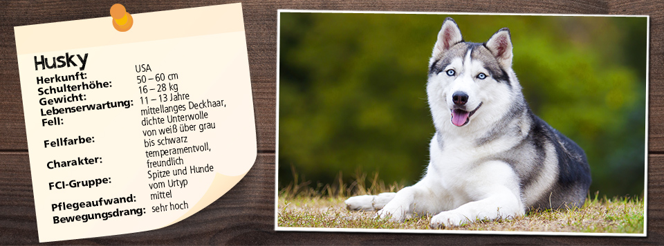 futter-fuer-husky futter-fuer-husky