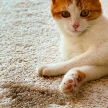 katze-markiert-wohnung katze-markiert-wohnung