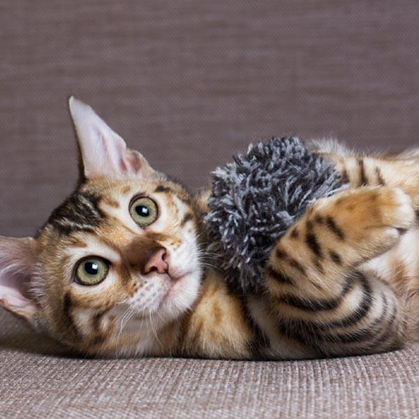 katze-beschäftigen katze-beschäftigen