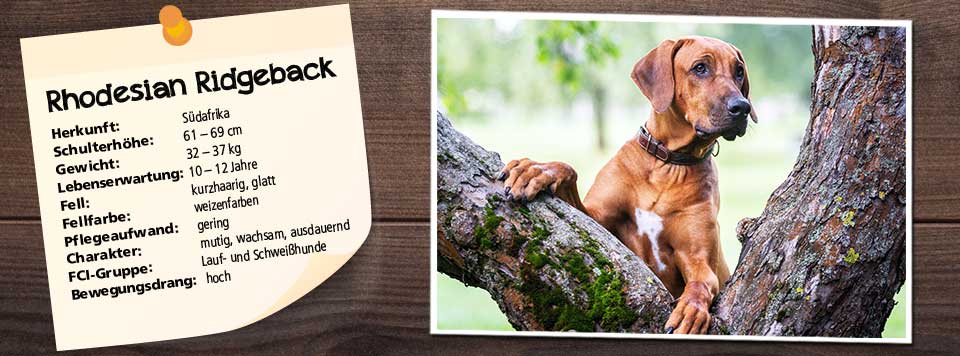 rhodesian-ridgeback-futter rhodesian-ridgeback-futter