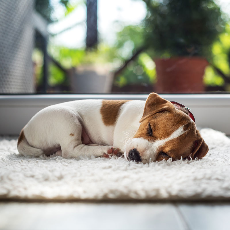 Welpe alleine Zuhause Welpe alleine Zuhause