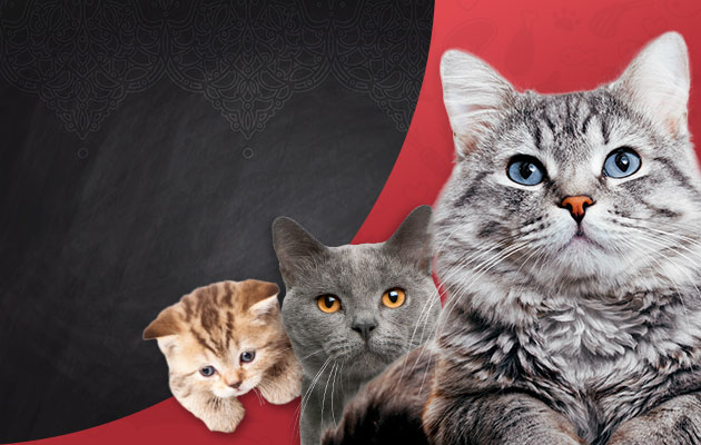 bl-produktübersicht-2024-mobile-header-lebensphase