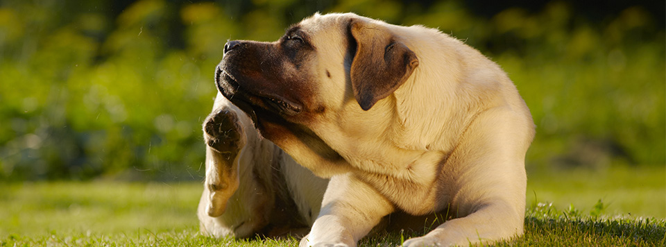 hund-hat-floehe-was-tun hund-hat-floehe-was-tun