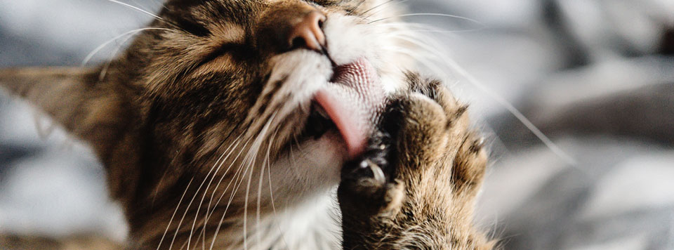 Biotin-bei-Katzen Biotin-bei-Katzen