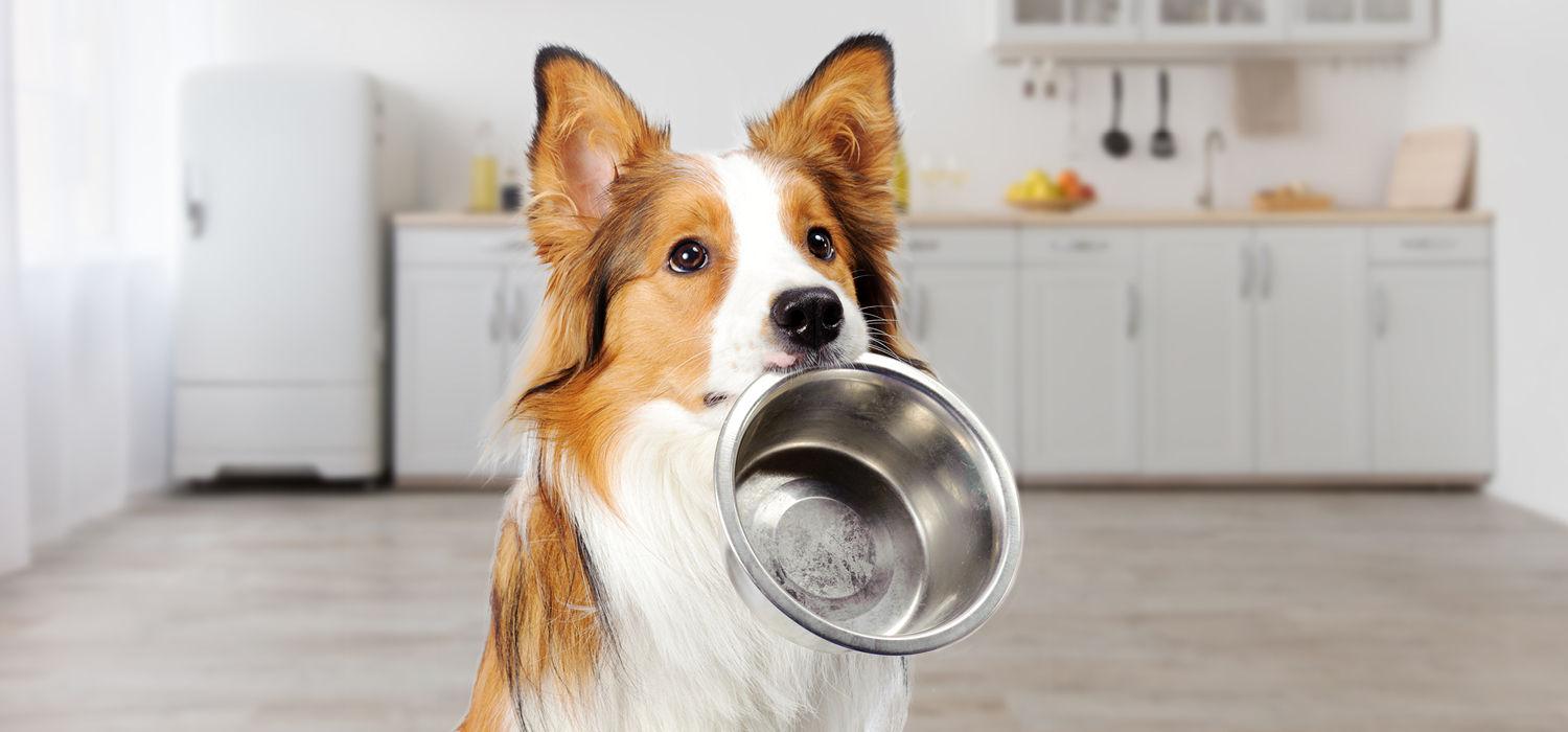 Hochwertiges Hundefutter Hochwertiges Hundefutter