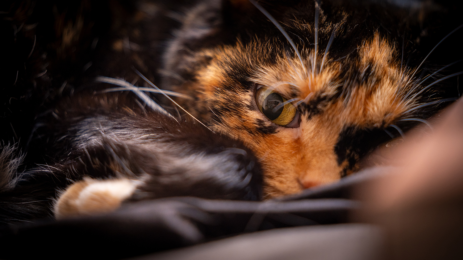 Gewinner-Amy-1 Gewinner-Amy-1