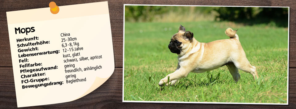 futter-fuer-mops futter-fuer-mops