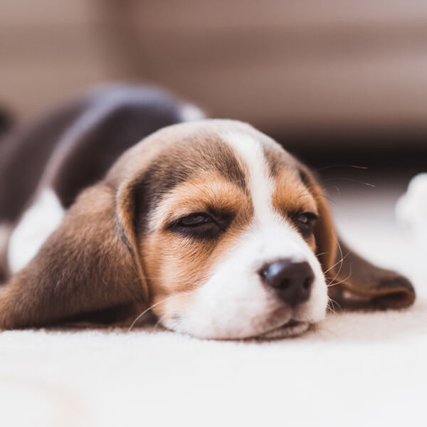 Welpe hat Schluckauf Welpe hat Schluckauf