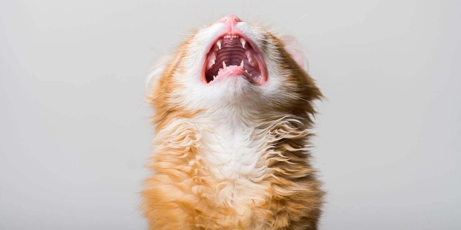 katze schreit katze schreit