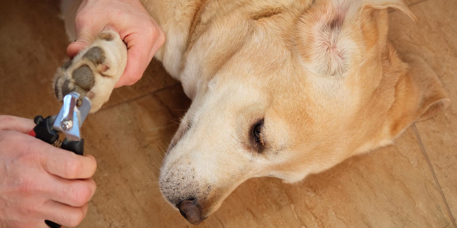 Hund Krallen schneiden Krallen schneiden beim Hund