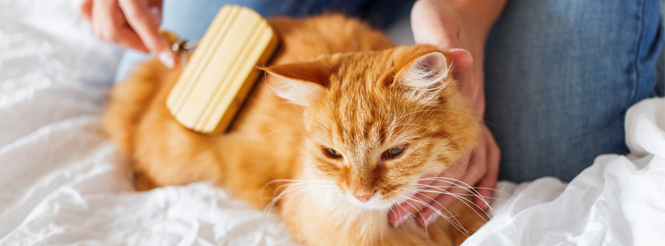 Fellpflege-bei-Katzen Fellpflege-bei-Katzen