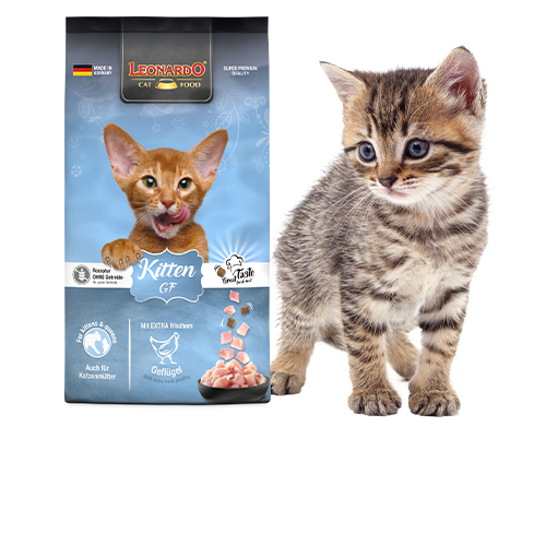 Leonardo Kitten Getreidefrei Ein Sack Leonardo Kitten GF Futter neben einer kleinen graugetiegerten Kitten