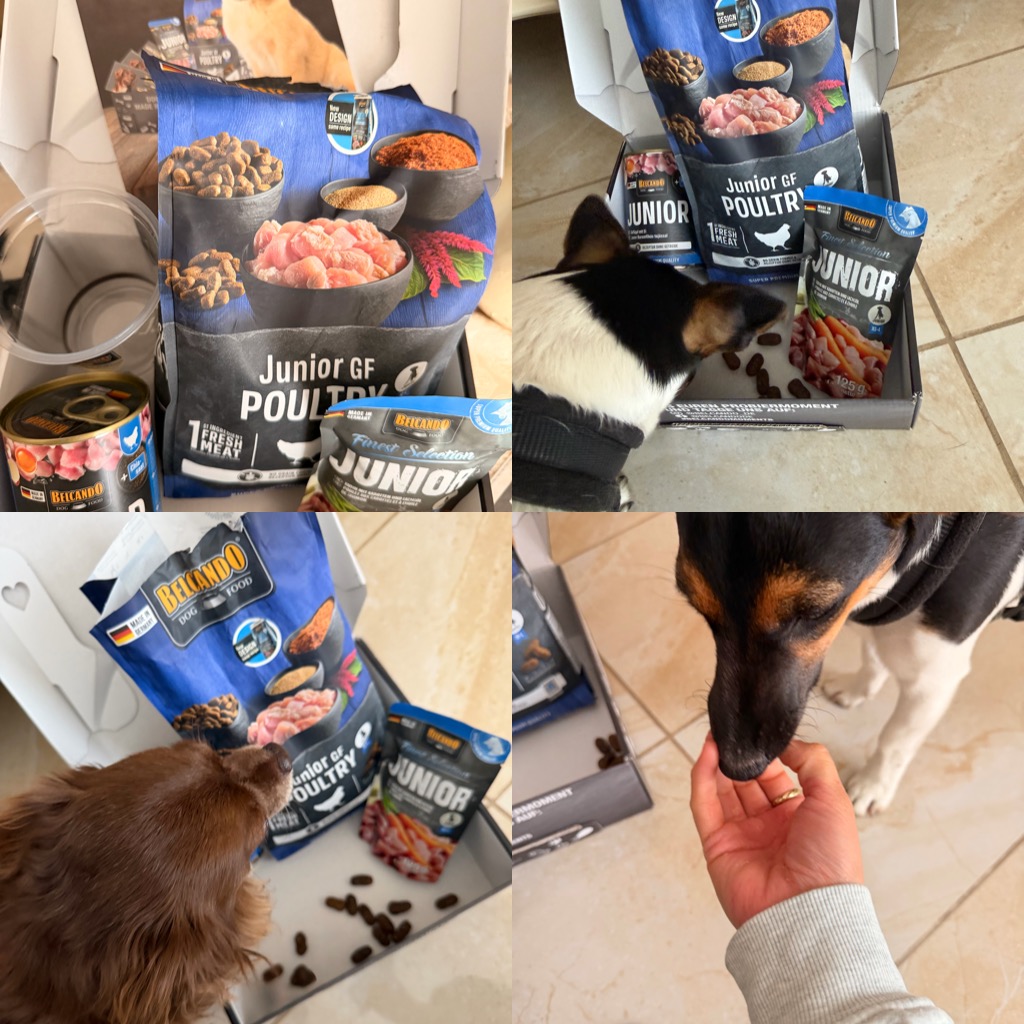 Dog Box BELCANDO Puppy GF Poultry