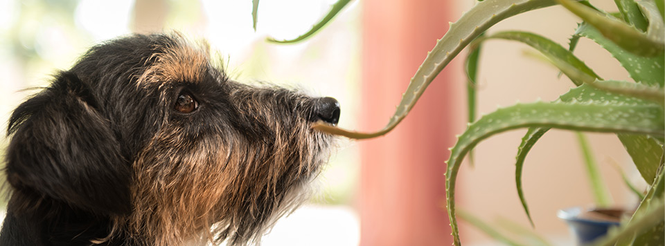 was-ist-giftig-fuer-hunde was-ist-giftig-fuer-hunde