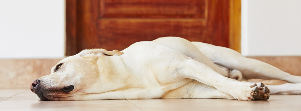 voks lobby tack Hund erbricht - Ursache und Behandlung | BELCANDO® Pfotentipps