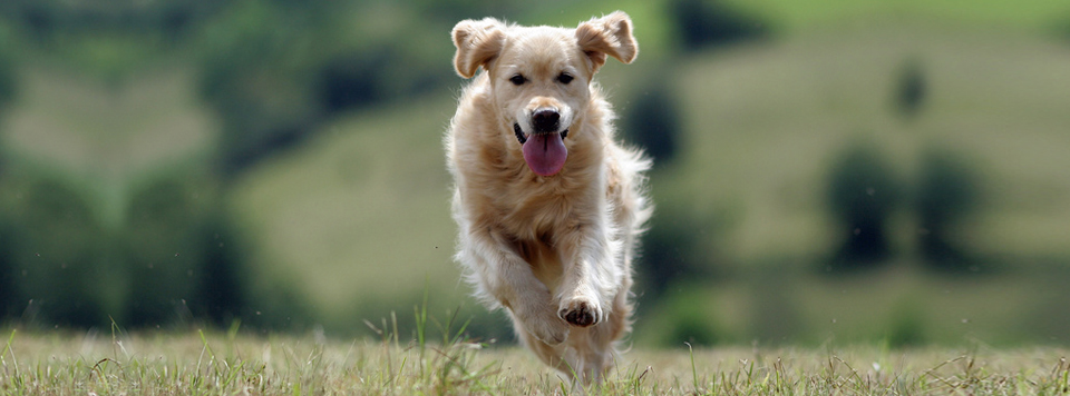 physiotherapie-fuer-hunde physiotherapie-fuer-hunde