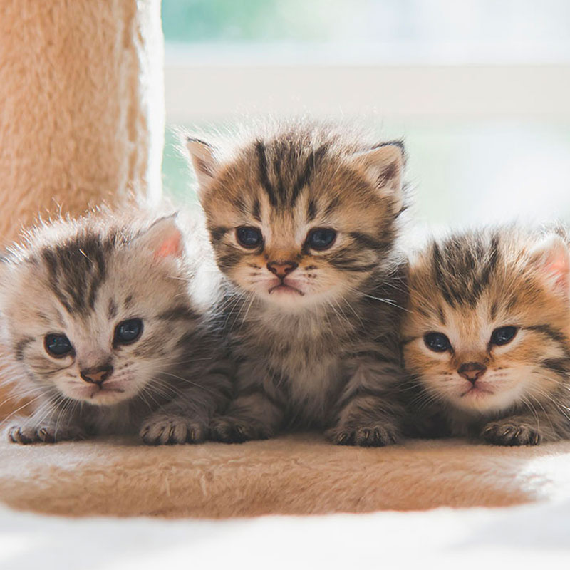 Kittenwelt Kittenwelt