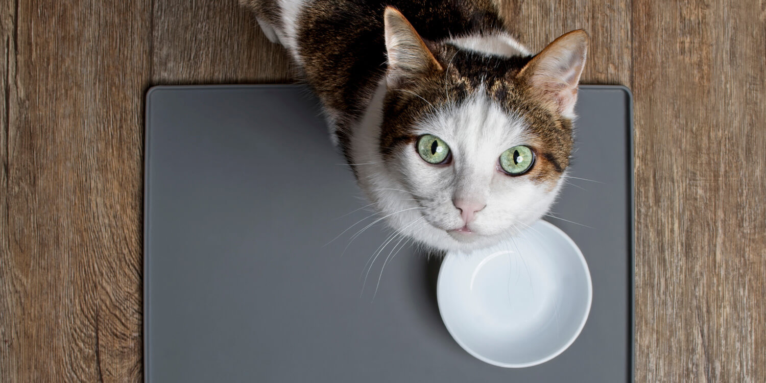 Mischfütterung bei Katzen Mischfütterung bei Katzen