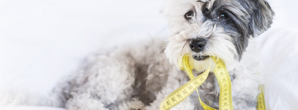 uebergewicht-beim-hund uebergewicht-beim-hund