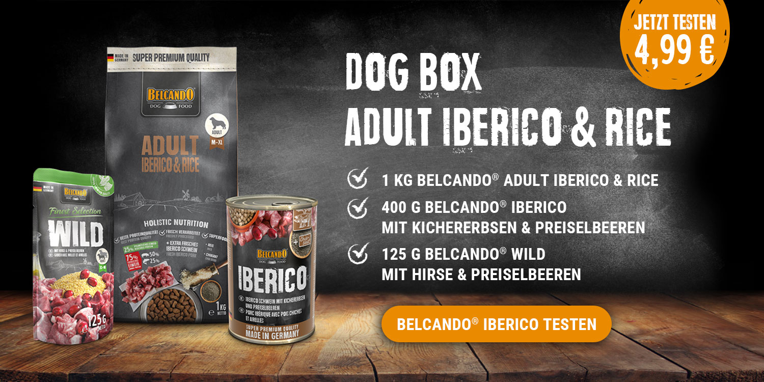 dog-box-iberico-banner