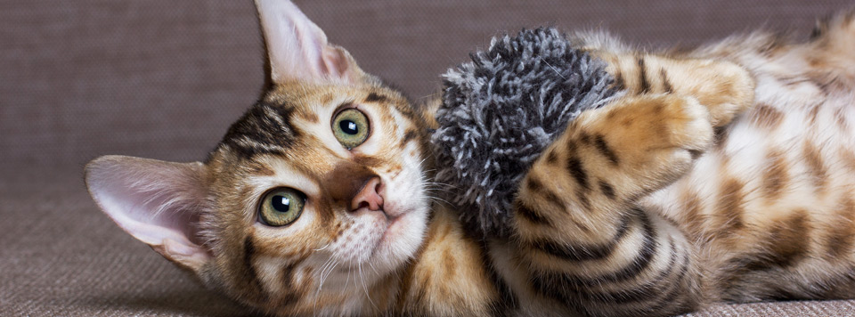 Header-5Tipps-gegen-Langeweile Header-5Tipps-gegen-Langeweile