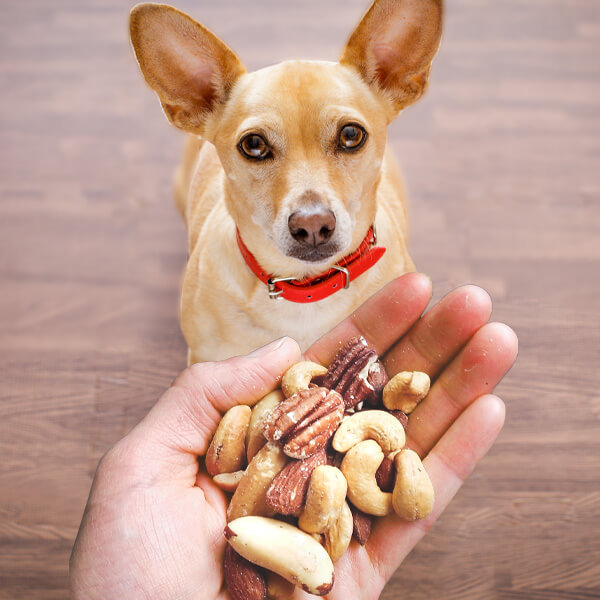 Darf Hund Nuesse essen Darf Hund Nuesse essen
