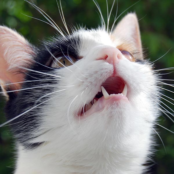 katze-mundgeruch katze-mundgeruch