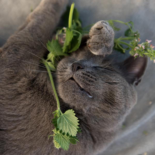 katzenminze katzenminze