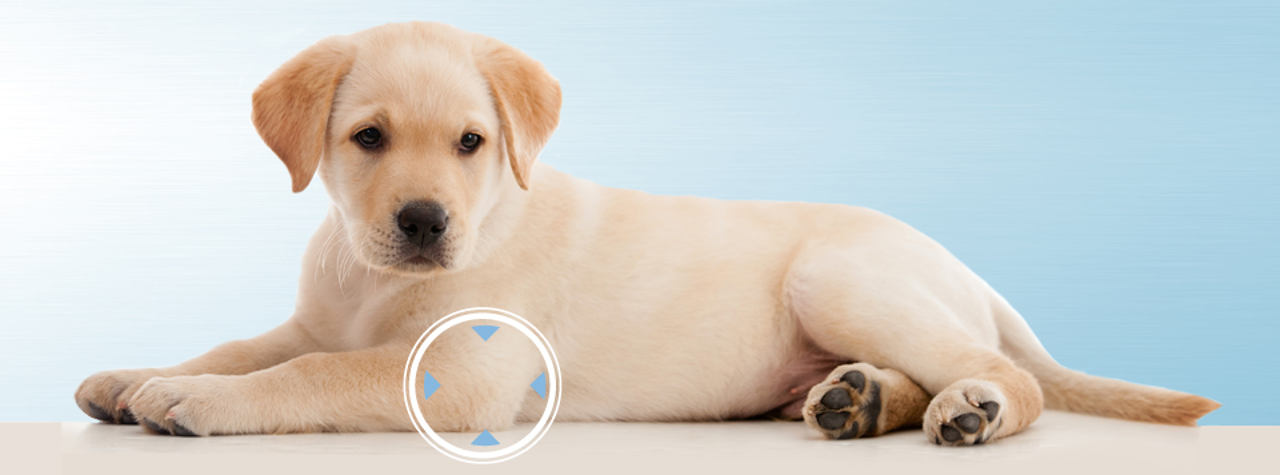 ellenbogendysplasie-beim-Hund ellenbogendysplasie-beim-Hund