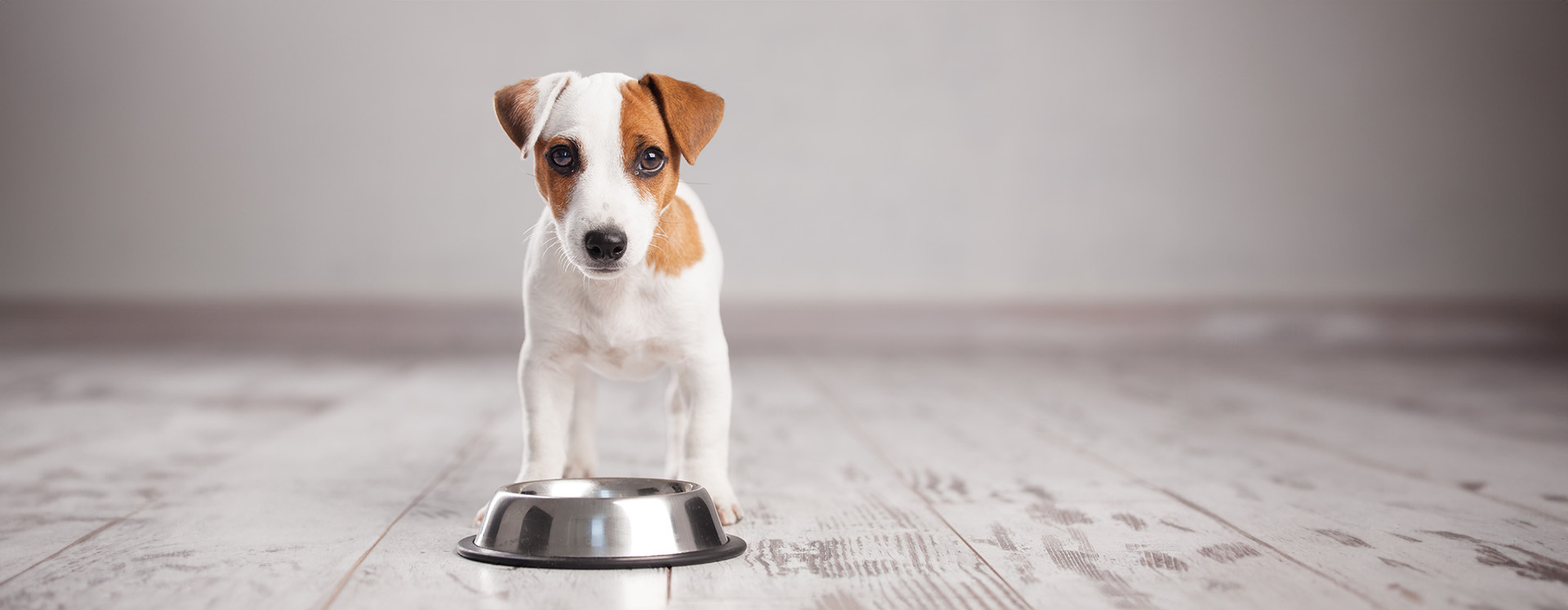 Futterumstellung bei jungen Hunden - vom Kinderteller zum Erwachsenenmenü hund-napf