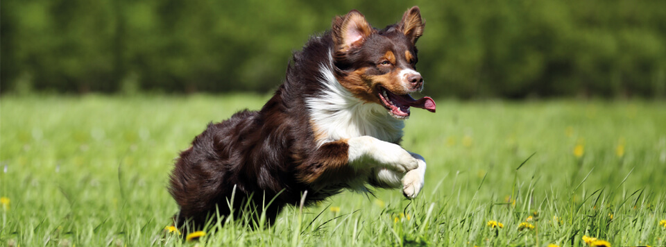 ansprueche-an-modernes-hundefutter ansprueche-an-modernes-hundefutter