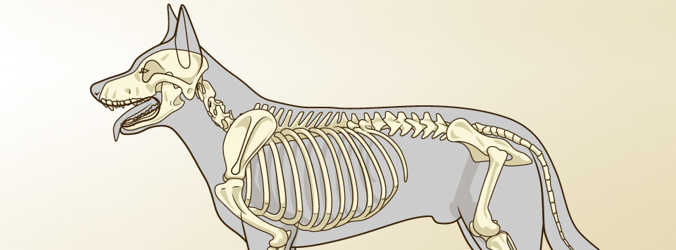 spondylose-beim-hund spondylose-beim-hund
