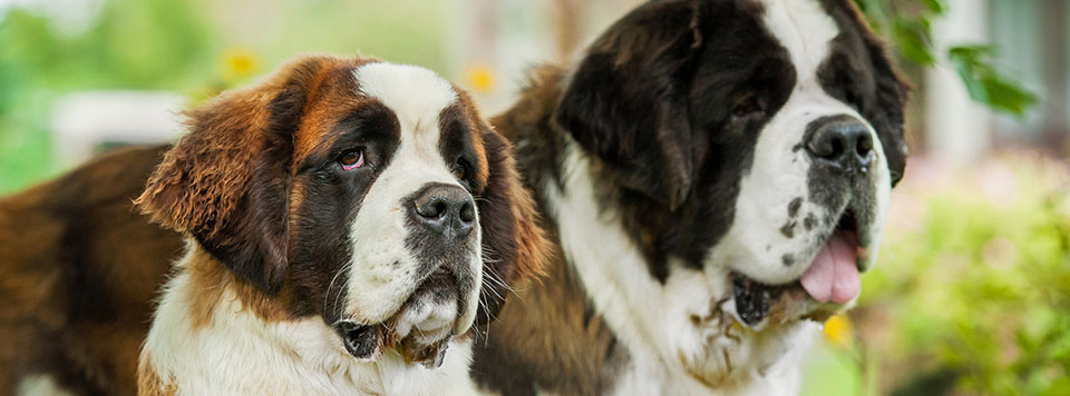futter-fuer-bernhardiner futter-fuer-bernhardiner