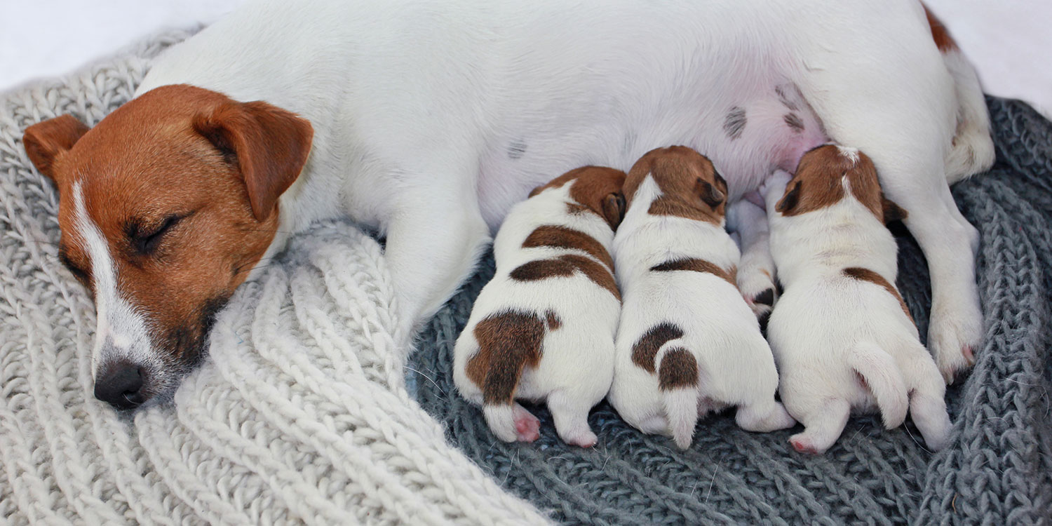 Hunde, Welpen, Vierbeiner