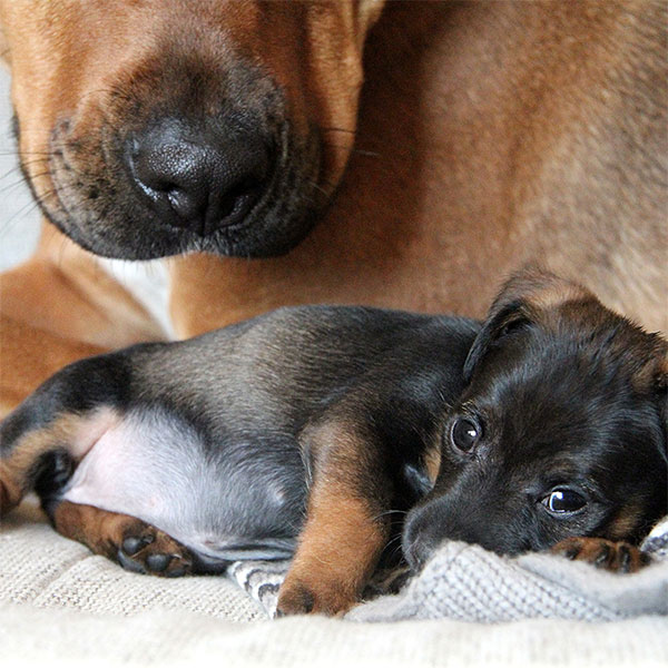 Ernährung Zuchthündin und Welpen Ernährung Zuchthündin und Welpen